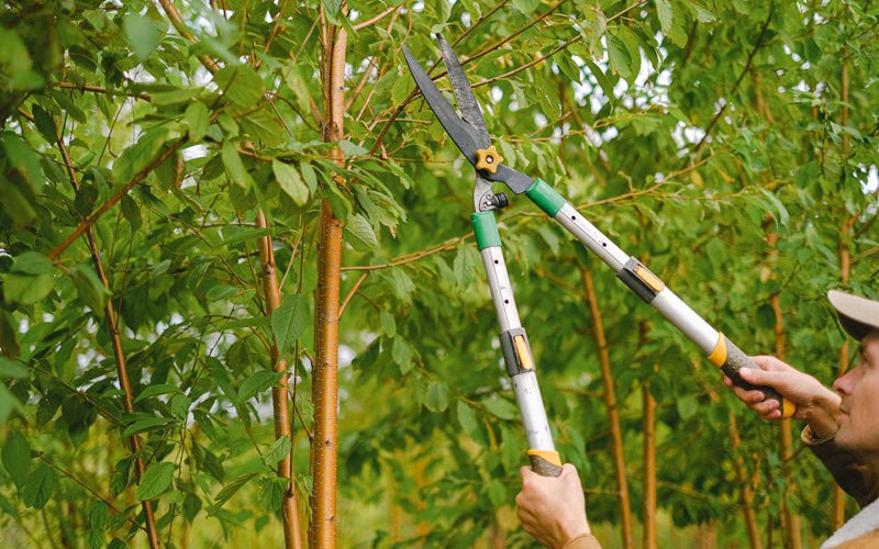 Tree trimming in Sarles, ND