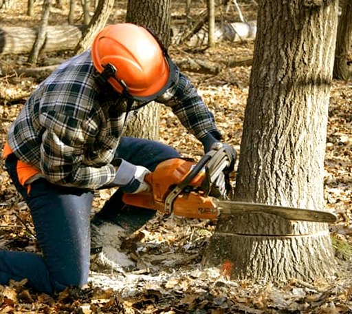 Tree Removal in Sarles, ND